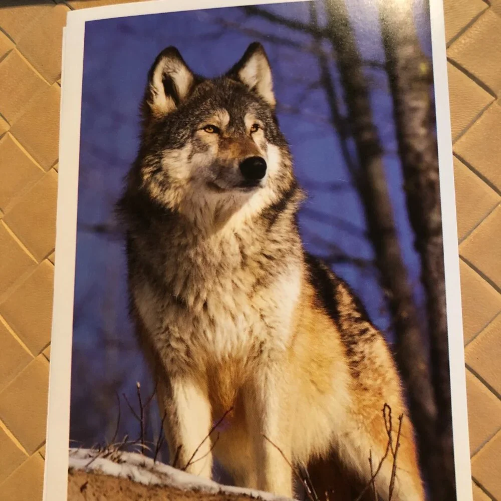 Lot of 5 Blank Note Cards with Envelopes - Pictures of Wolves
